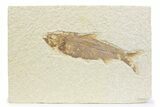 Detailed Fossil Fish (Knightia) - Wyoming #373679-1